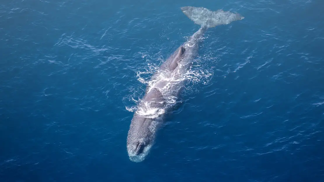 Sperm whale from the air