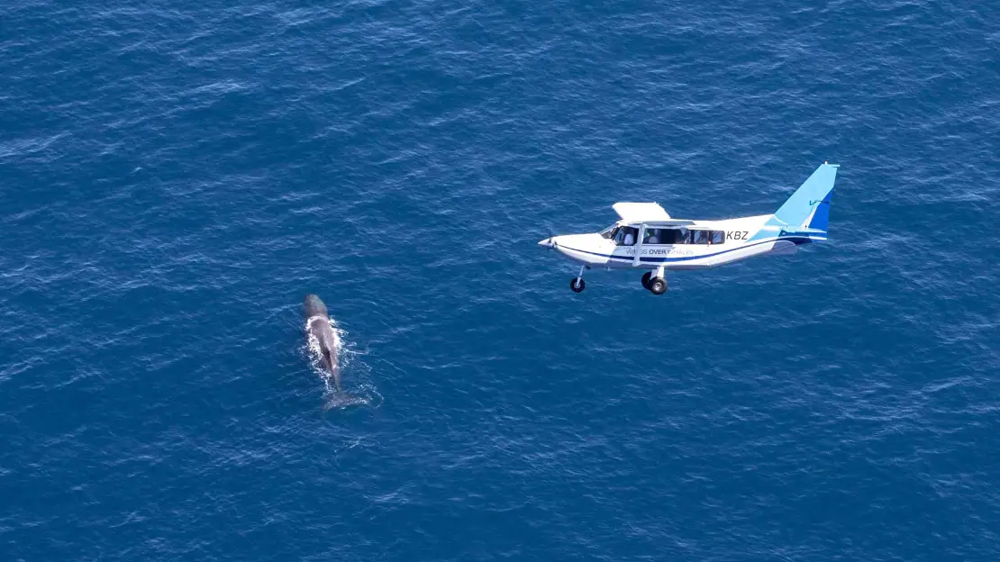 Wings over whales flight
