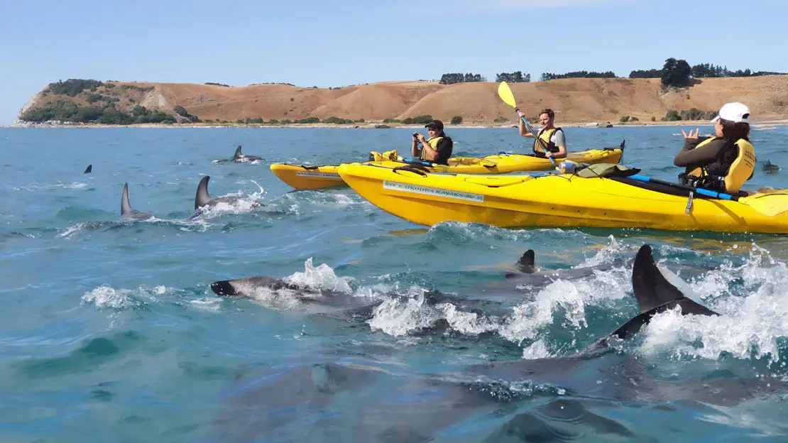 Wildlife kayak experience