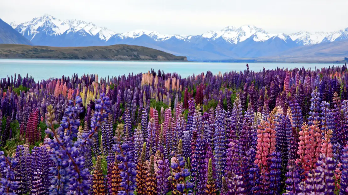 Panoramic views of Lake Pukaki
