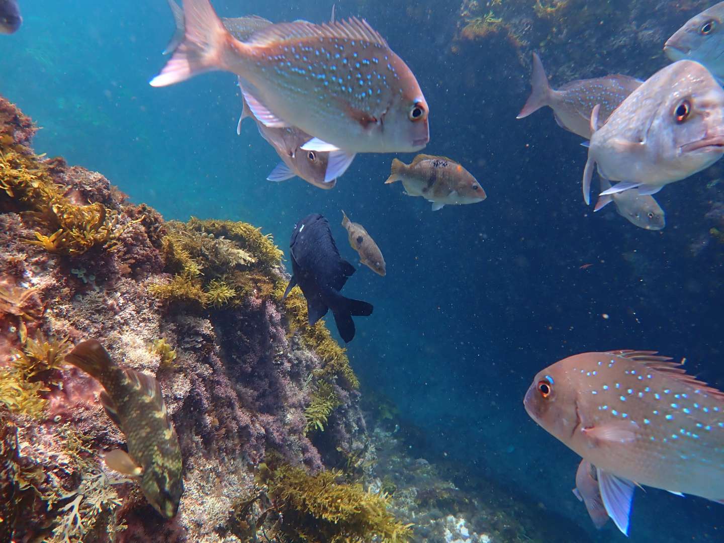 Friendly fish Bay of Islands