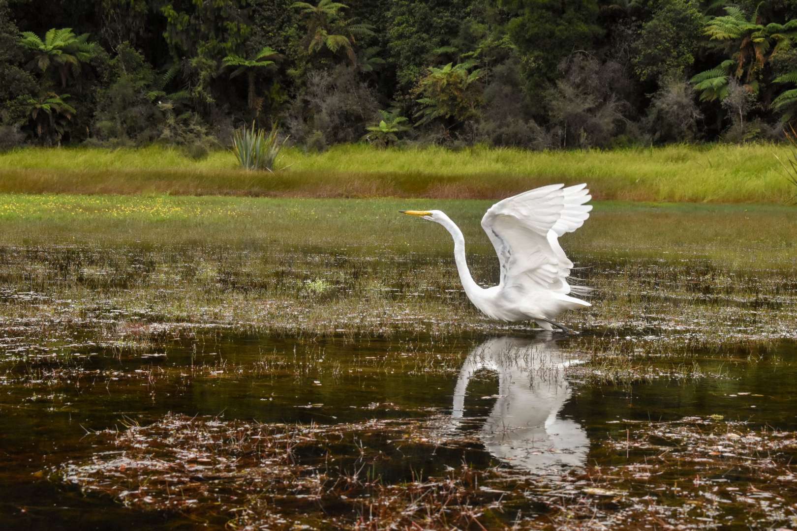 The graceful white heron at the Franz Josef Glacier region