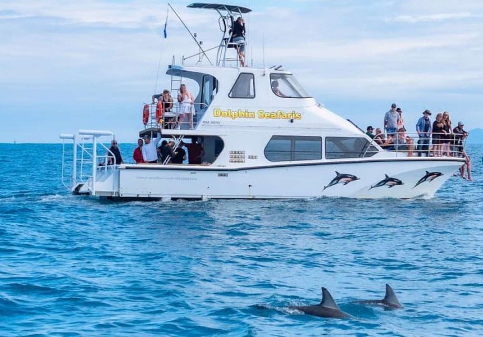 Wild Dolphin Encounter Tauranga New Zealand