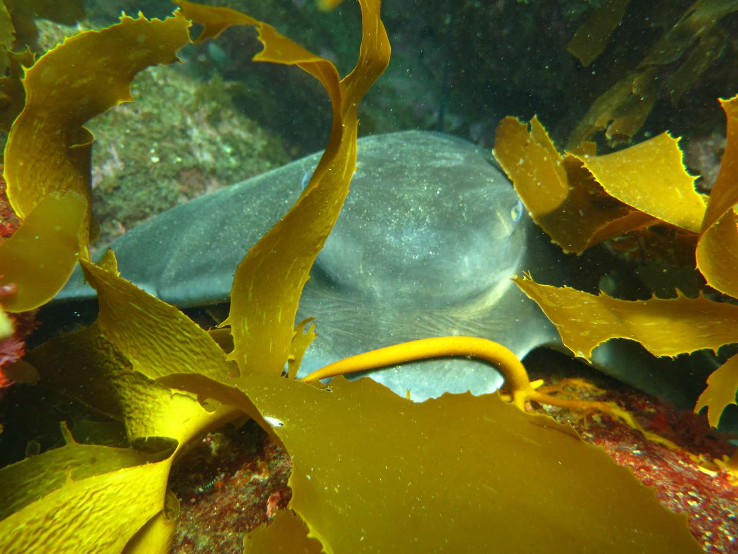 Snorkel & Dive Cathedral Cove with Cathedral Cove Dive and Snorkel, Hahei
