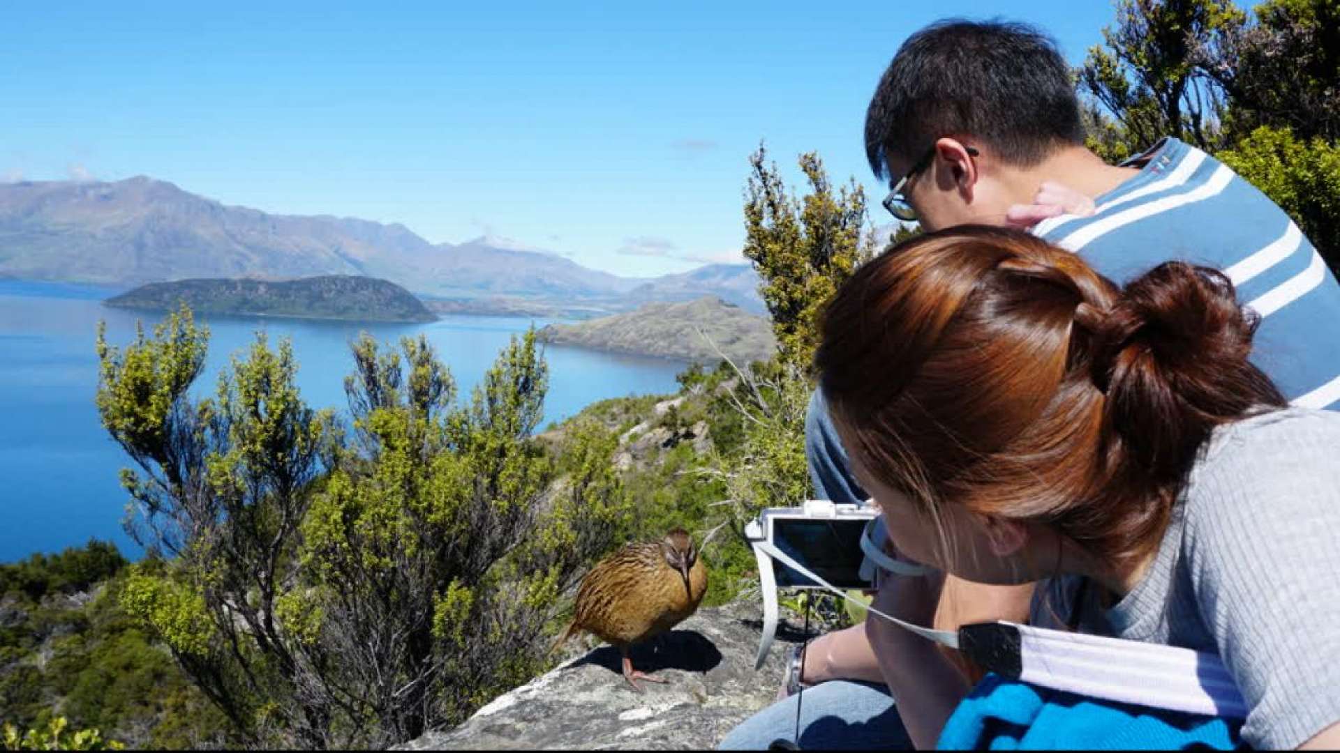 Lake Wanaka Cruise Predator-free Wildlife