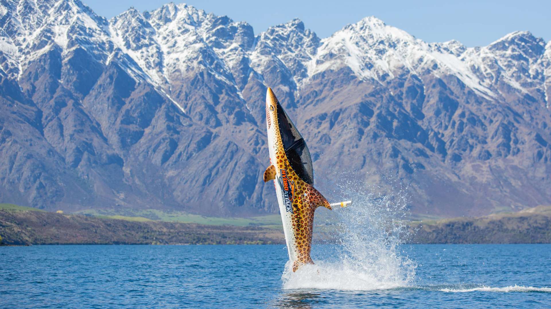 Leopard shark launching out of the water