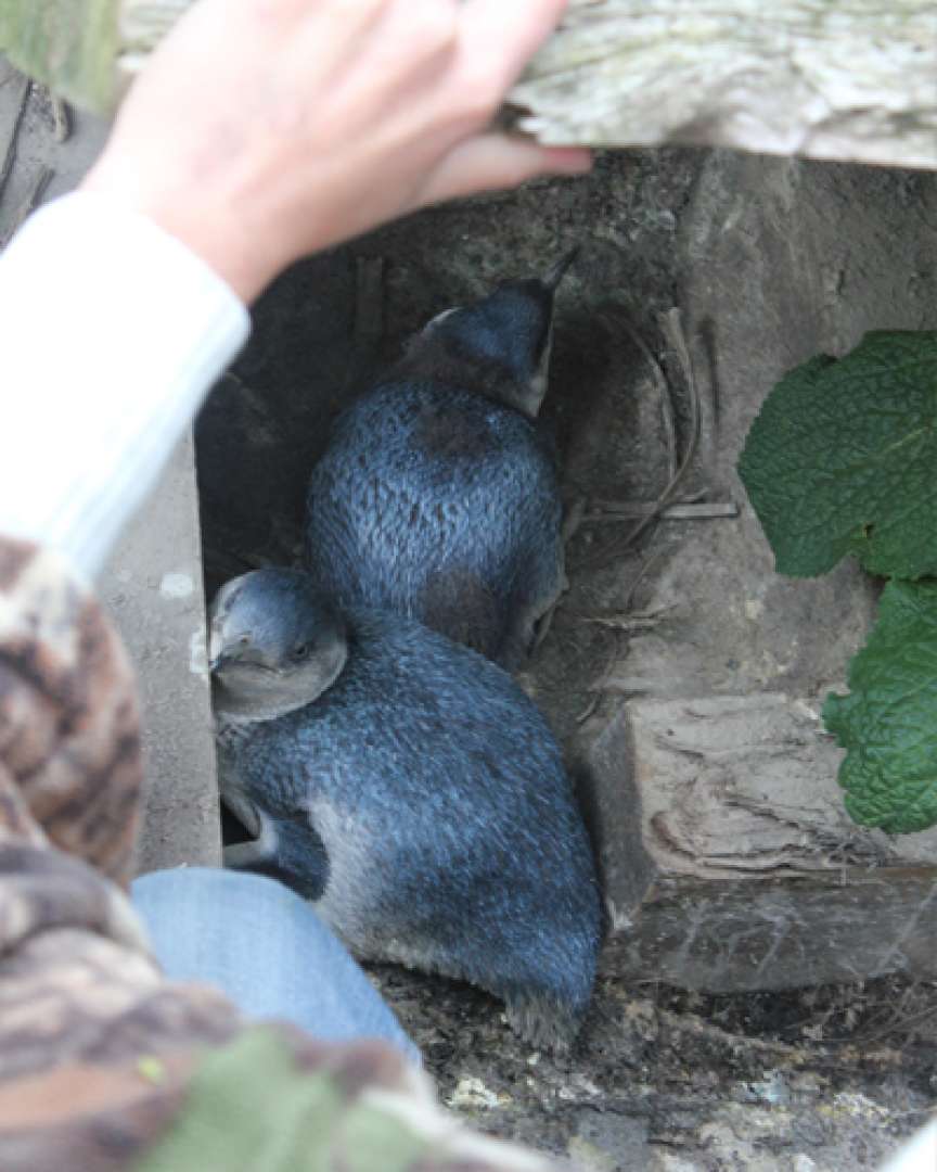 Little Blue Penguins New Zealand