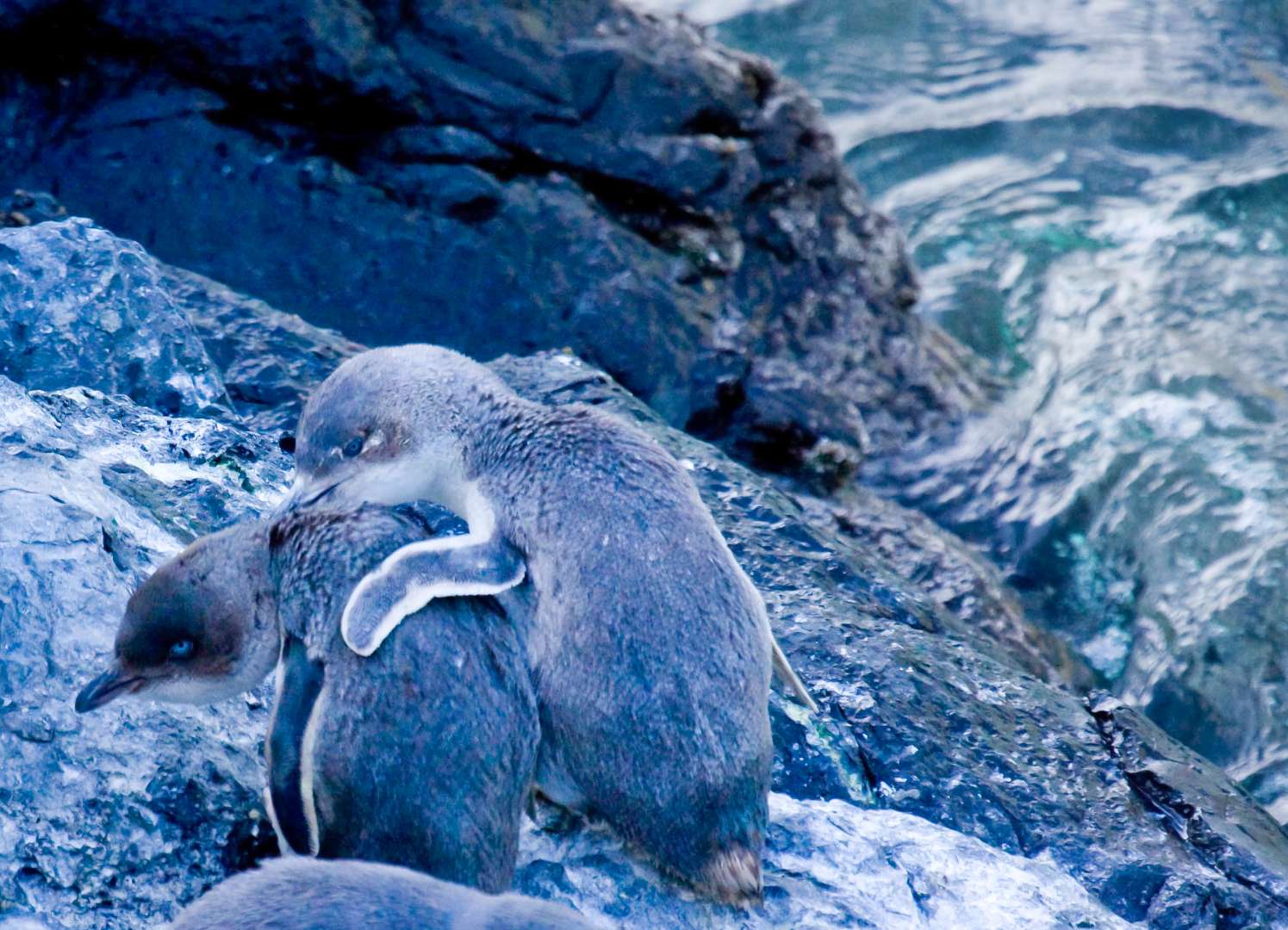 Little Blue Penguins