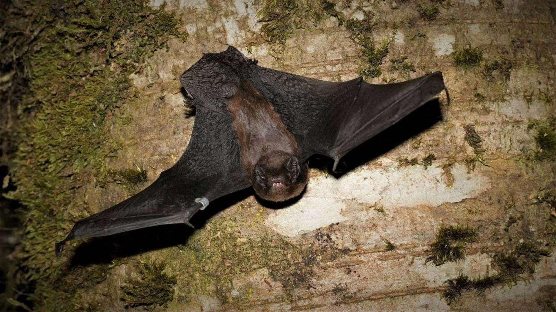 Long-tailed bat in a tree