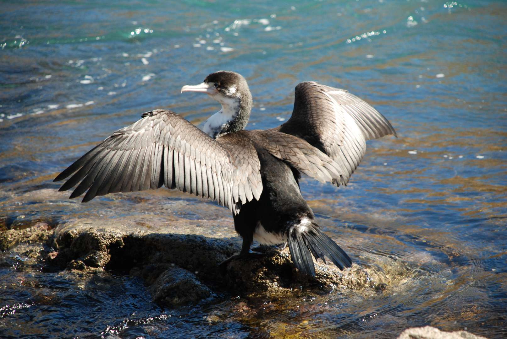 Native New Zealand Birds Akaroa Shag