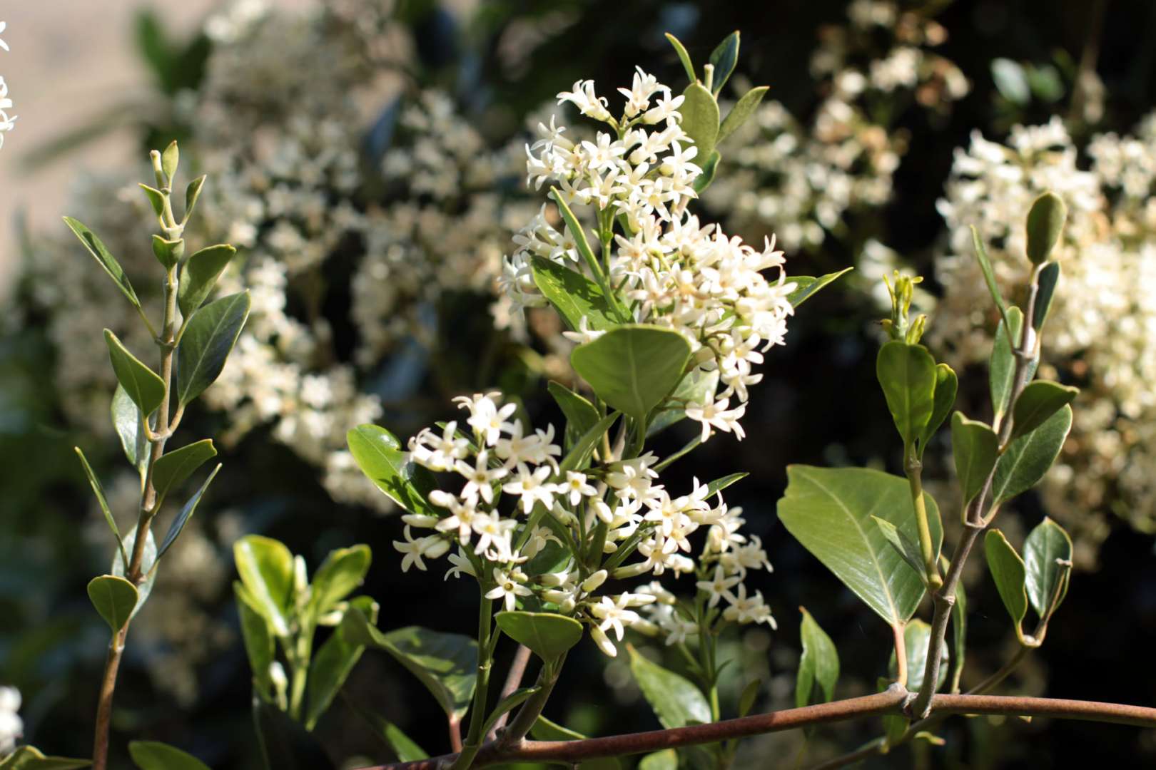 Native New Zealand Flowers