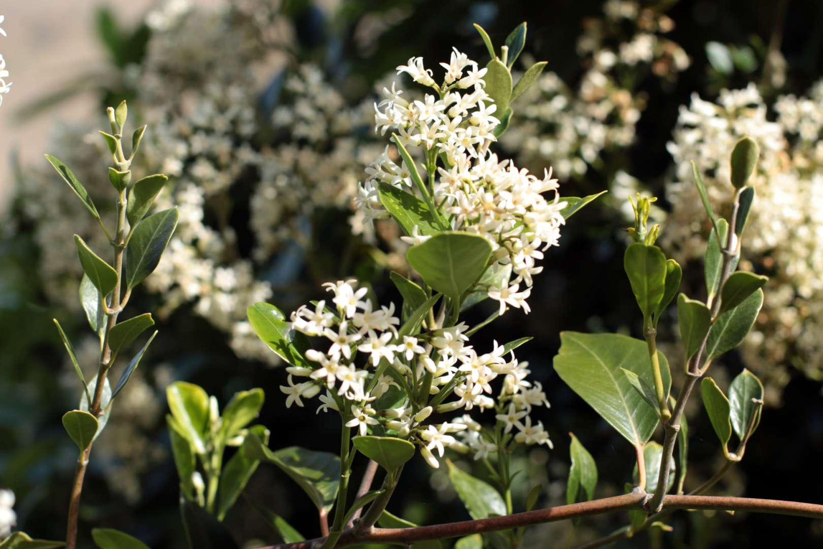 Native New Zealand Flowers