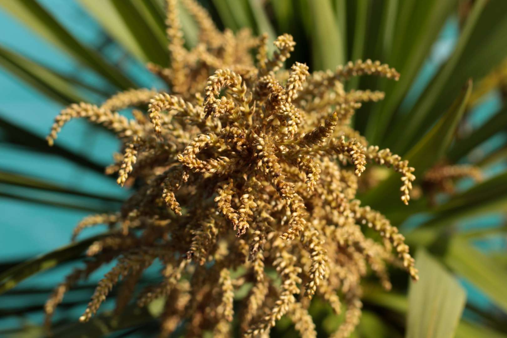 Native New Zealand Plants