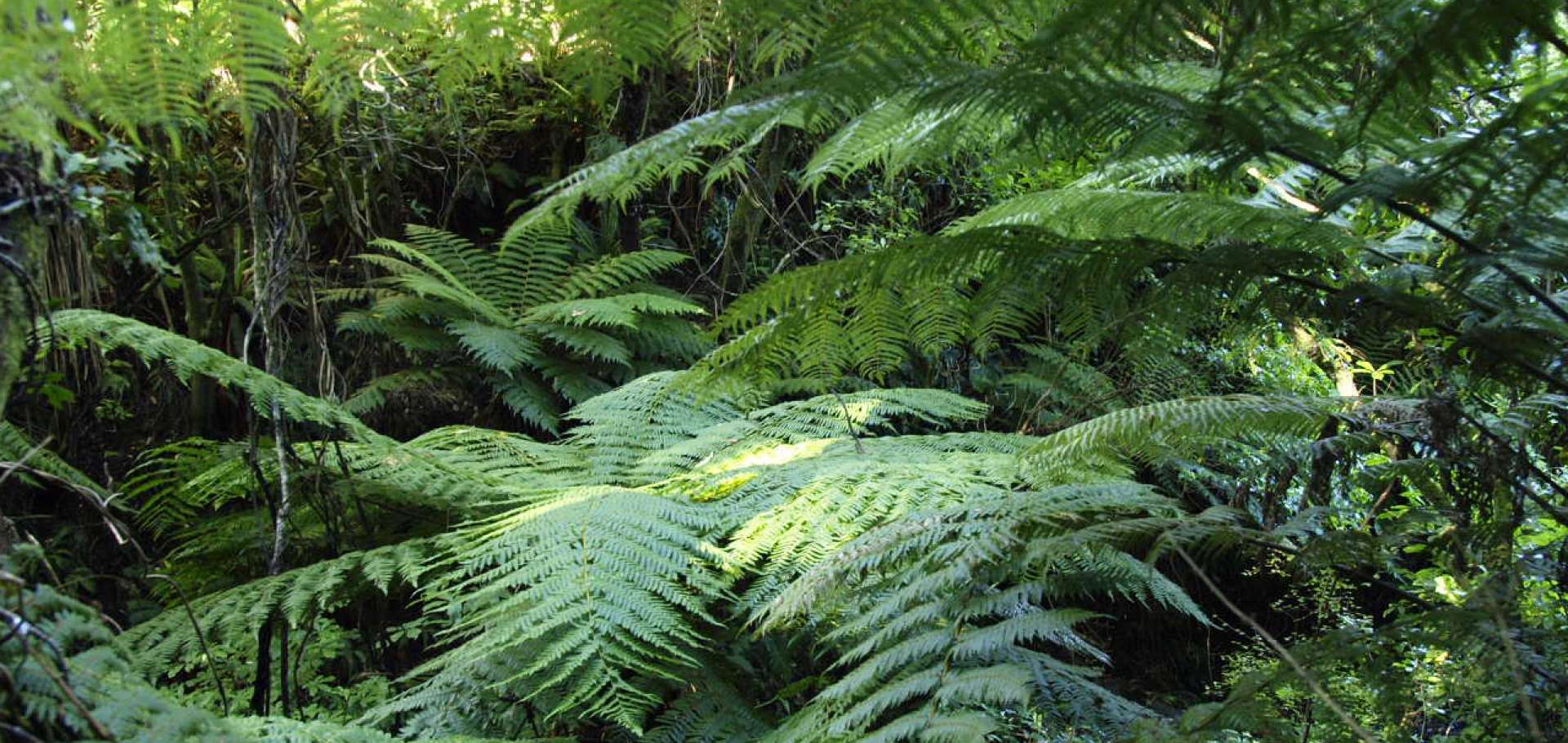 New Zealand Ferns and an Ancient Forest with Trees Over 400 Years O