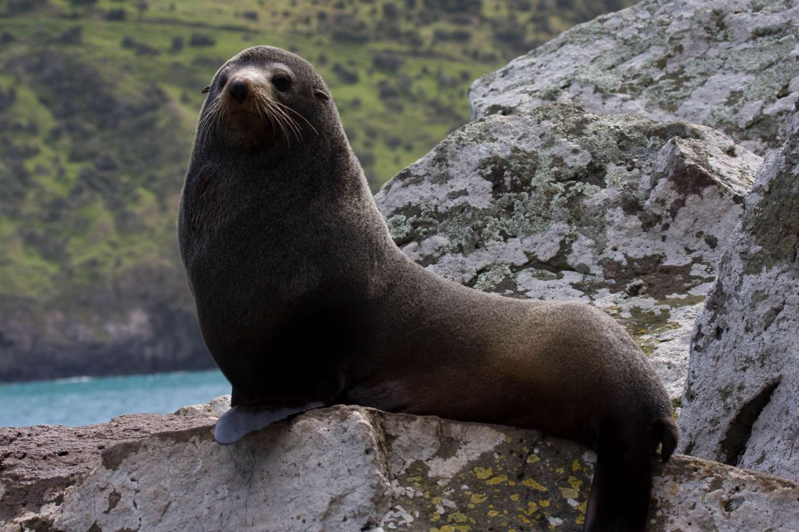 New Zealand Fur Seal