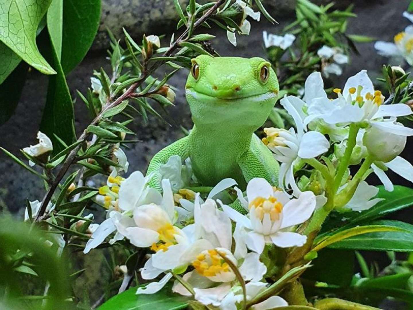 New Zealand native gecko