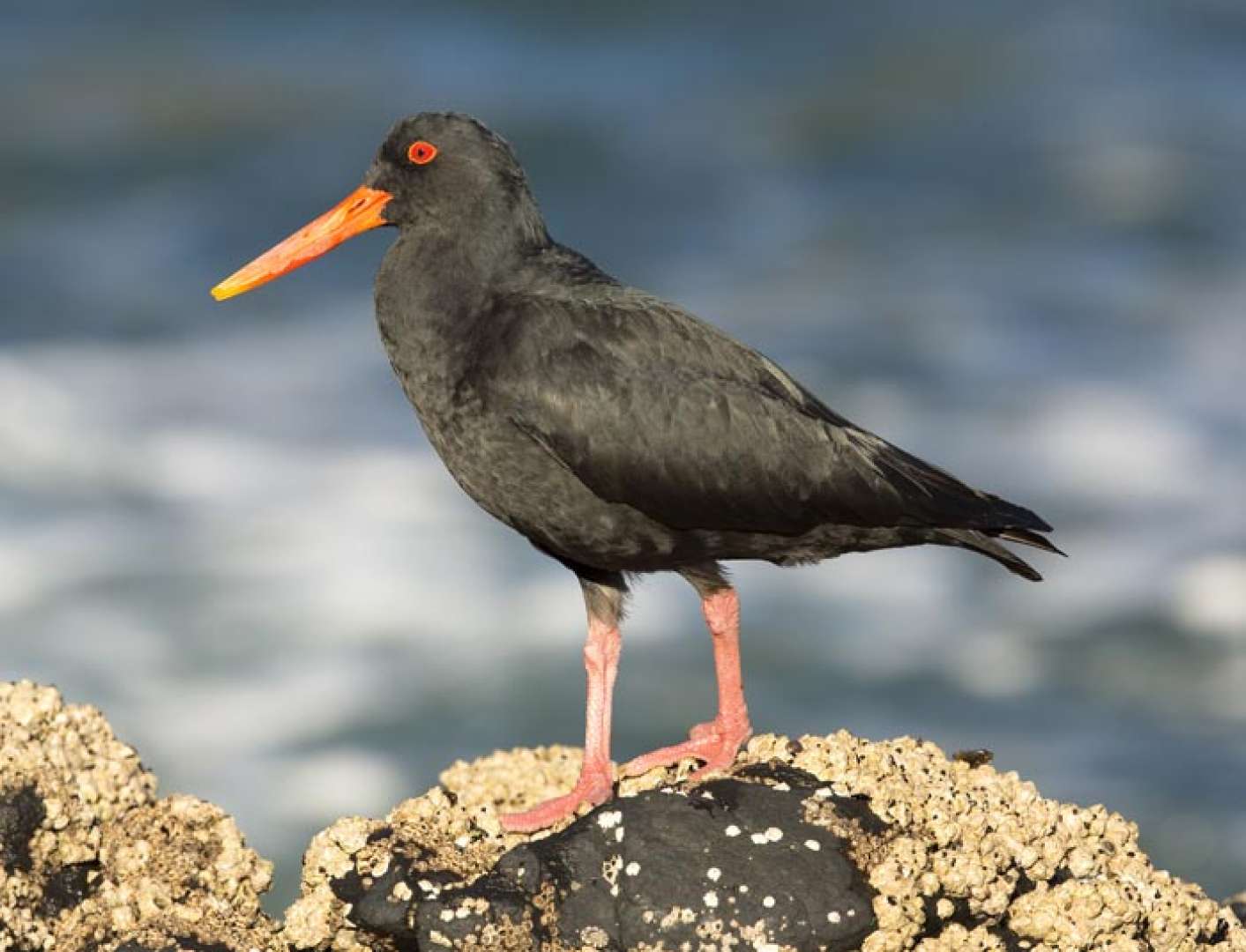 New Zealand Oyster Catcher Birds