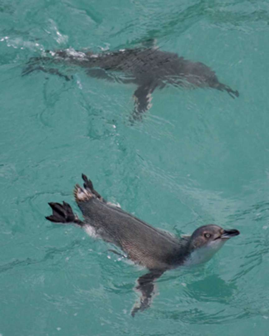 New Zealand Penguin