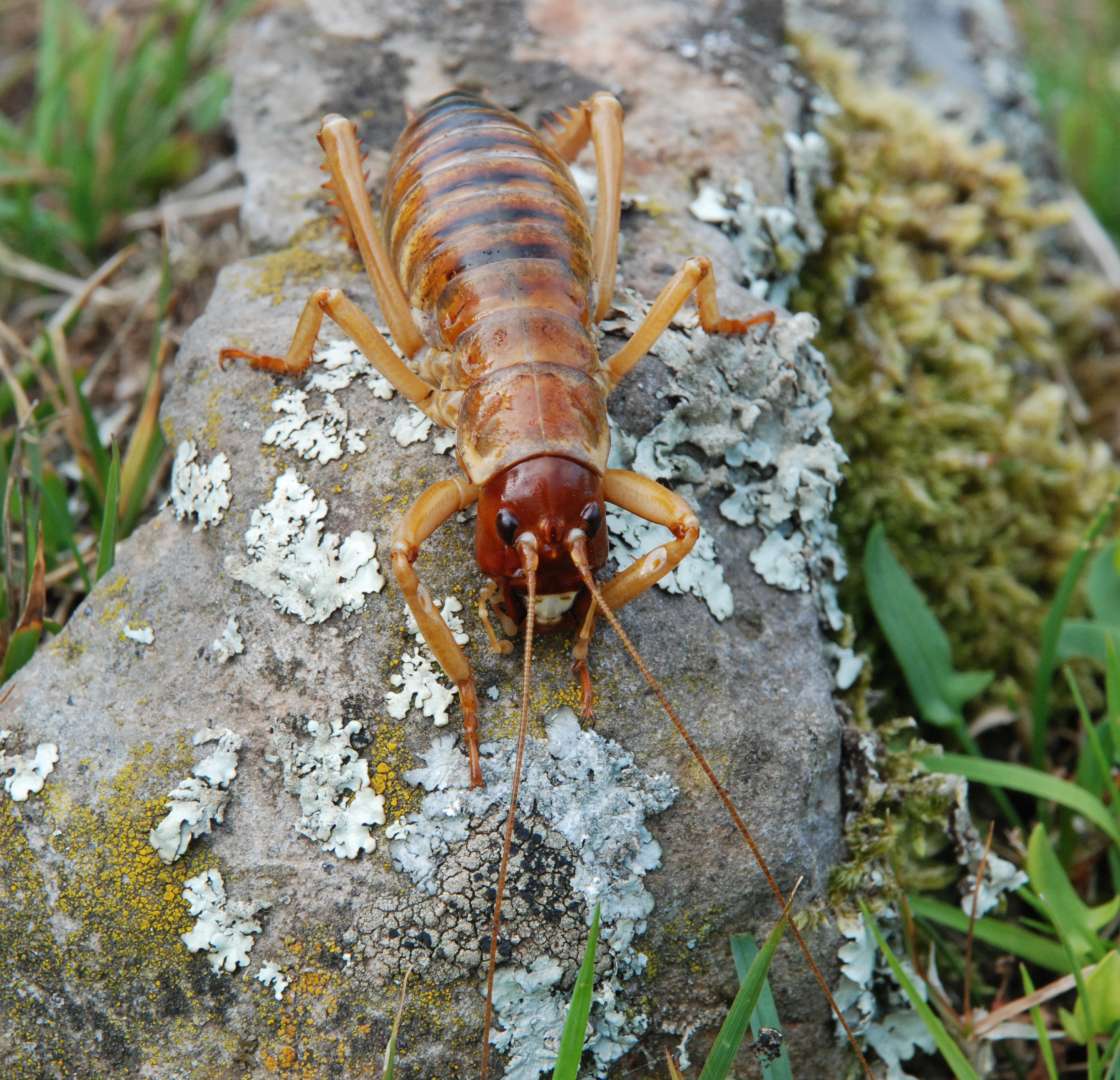 New Zealand Weta