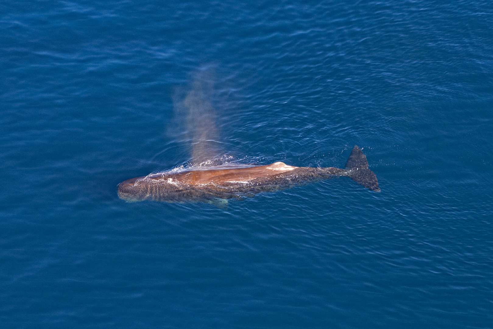 New Zealand Whales