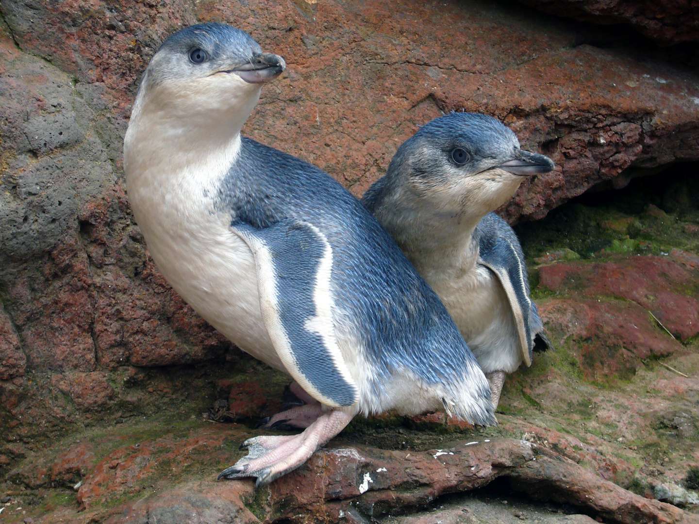 Penguins socialising on the rocks in season