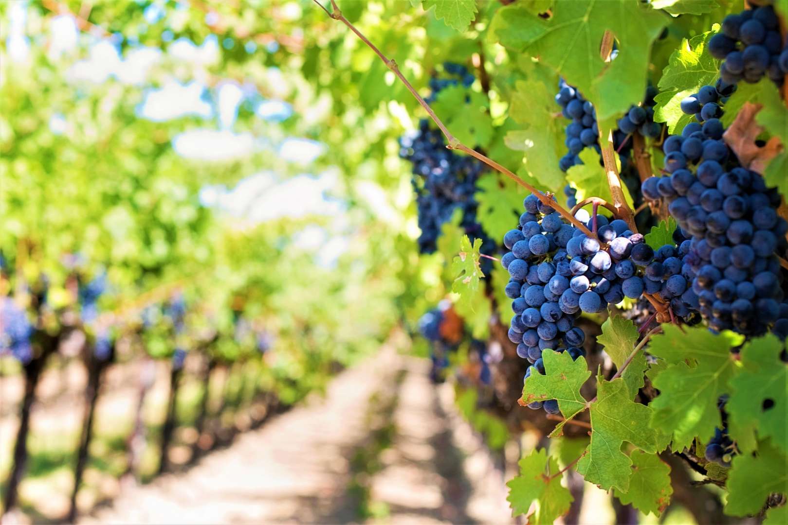 Pinot Noir growing in the Central Otago alpine wine region