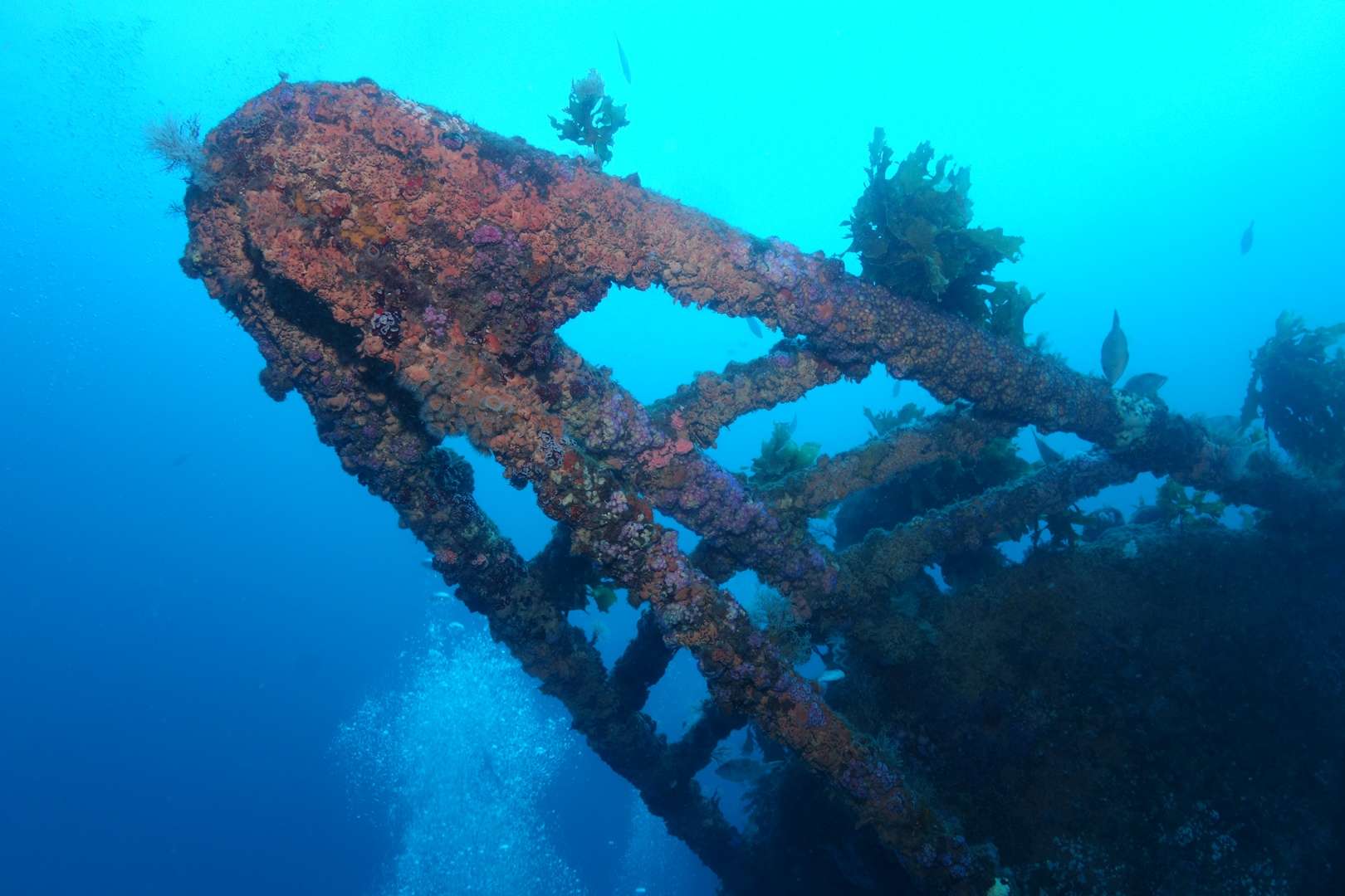 Rainbow Warrior Dive