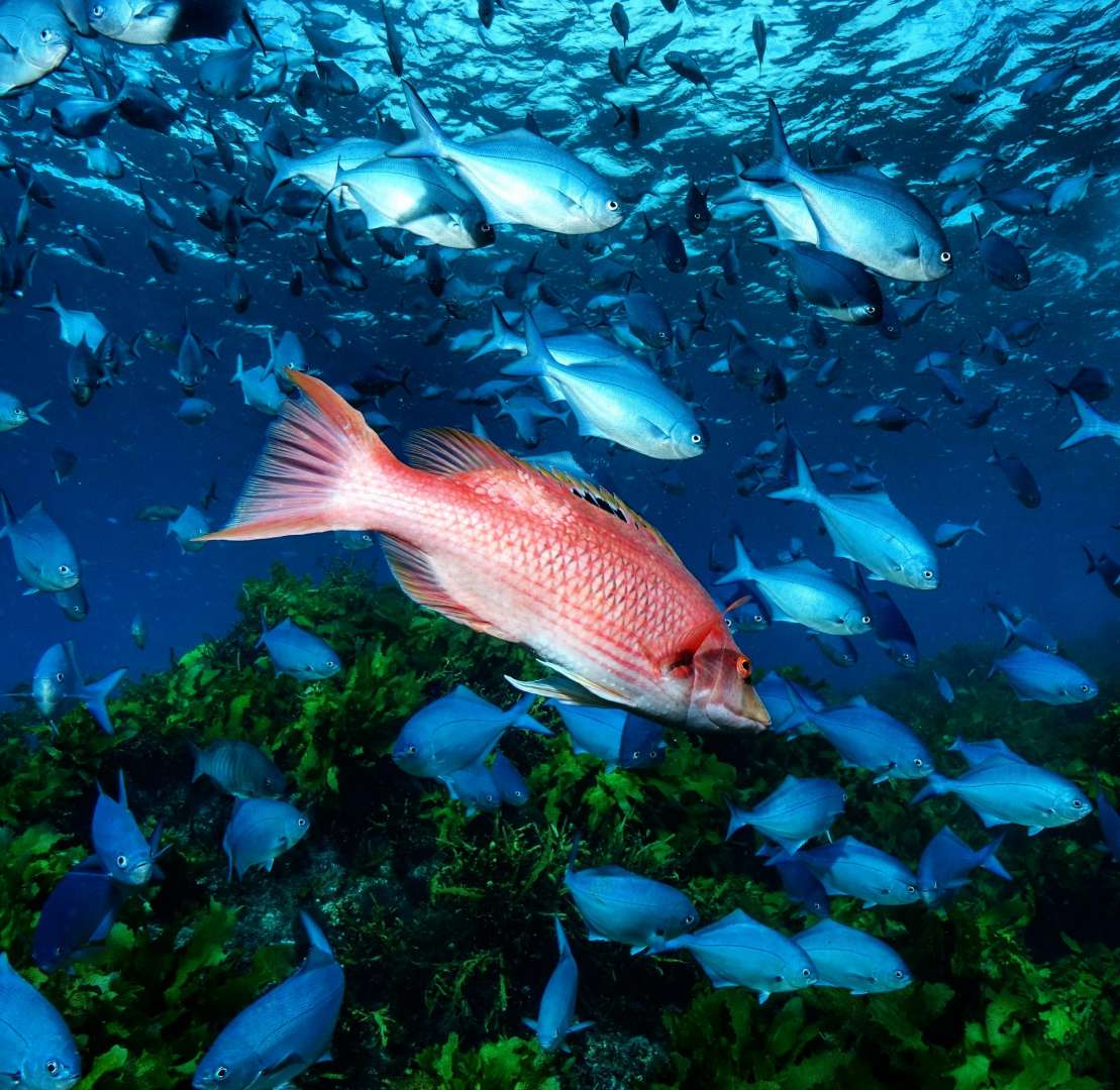 Reef Dive Bay of Islands