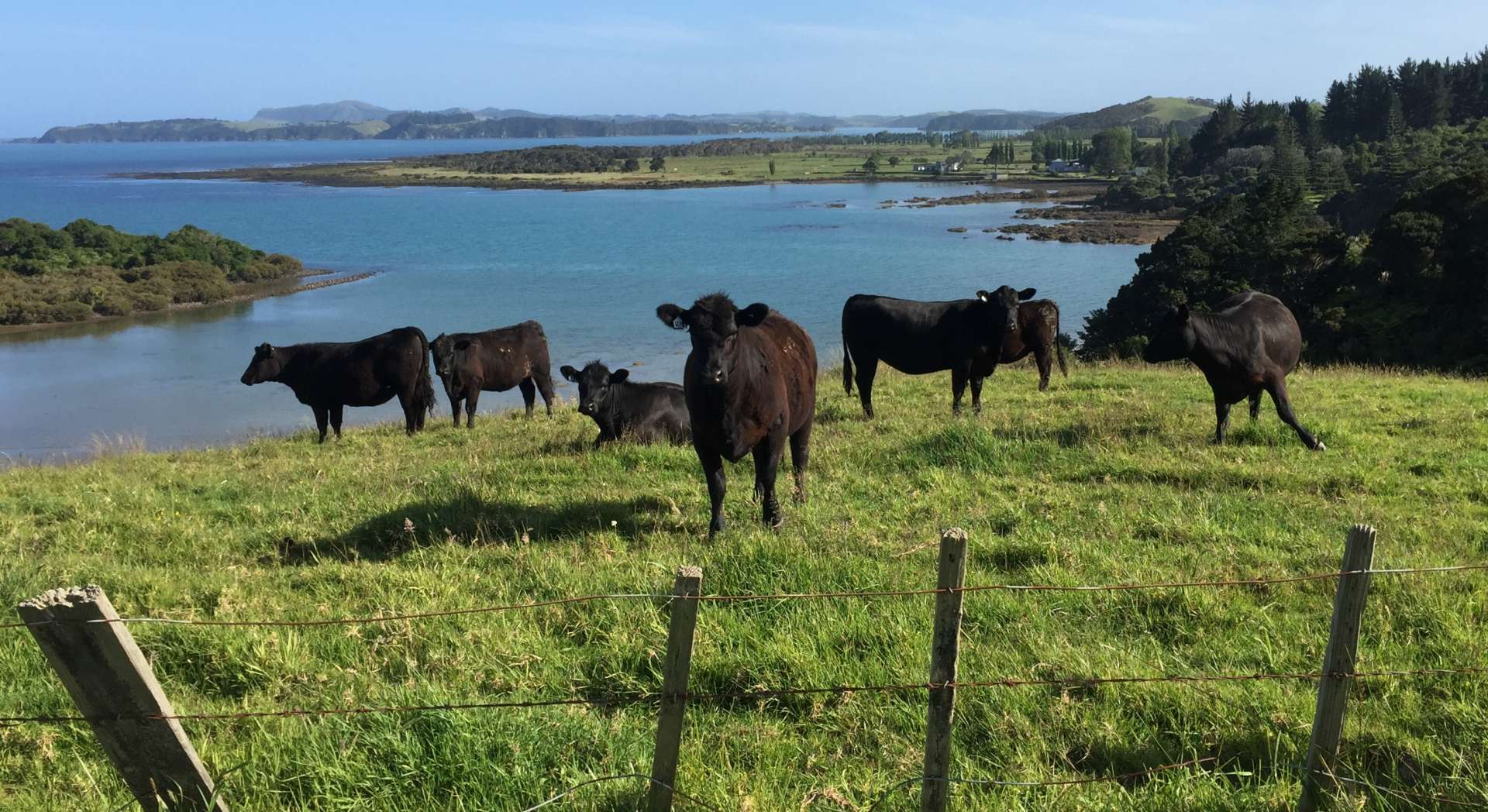 Scenic Lookout Waitangi Bay of Islands