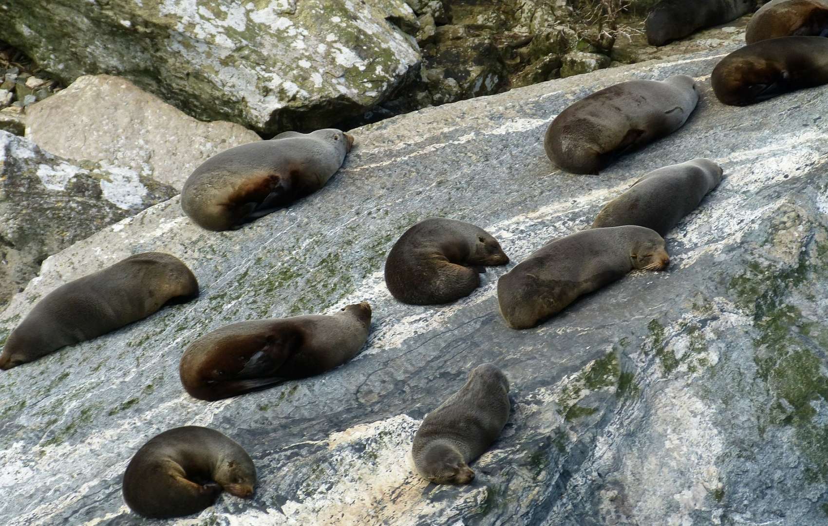 Seal Colonies seen at Milford Sound with Scenic Boat Cruise