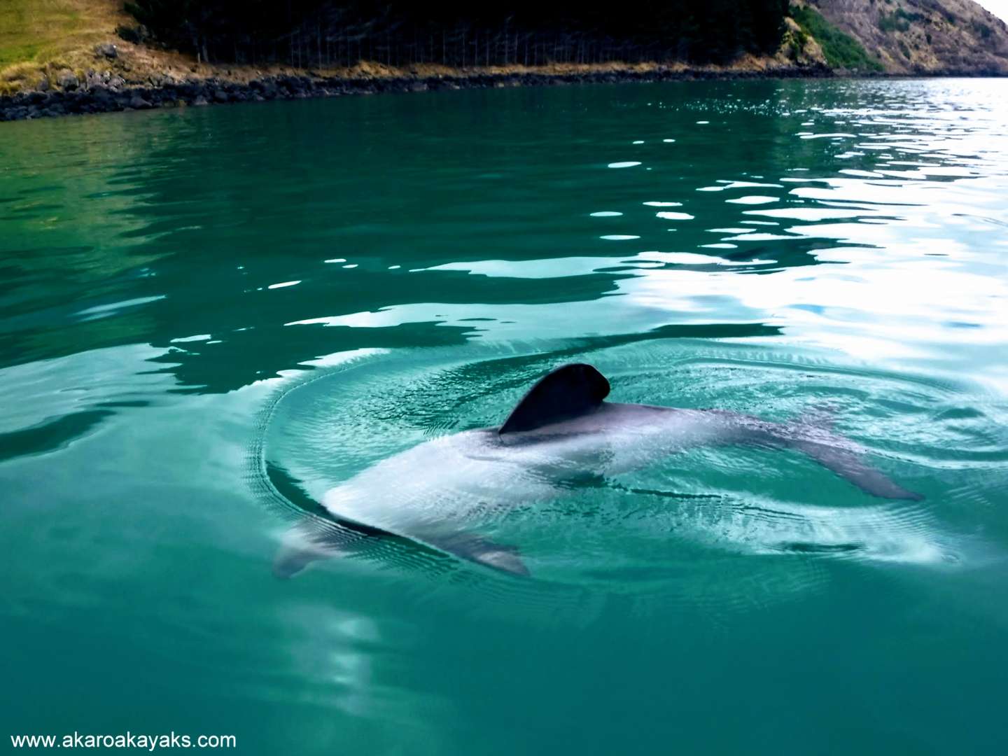 Seal in Akaroa