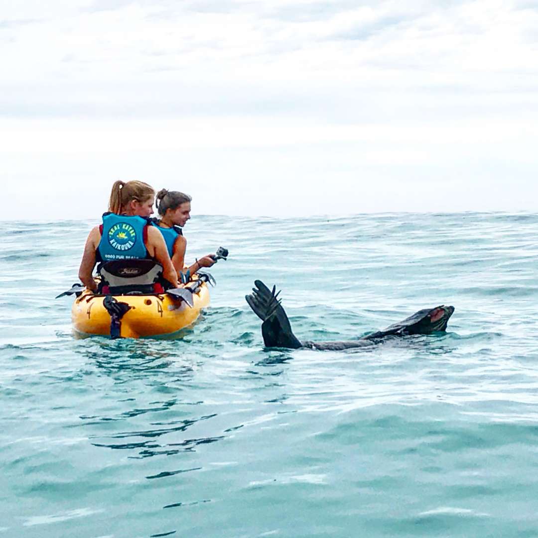 Seal Kayak Kaikoura Paddle or Peddle your Kayak