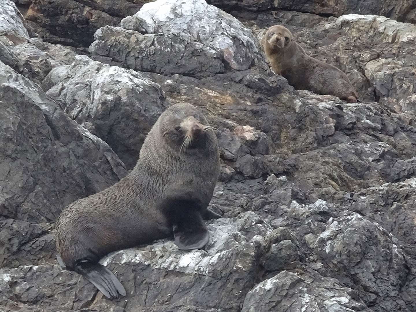 Seals on the Rocks Explore Dolphin Eco Cruise