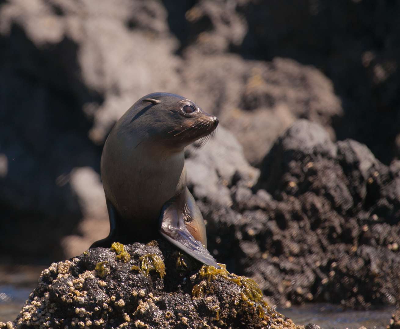 Seals Seen From Sea Kayaking Akaroa Attraction