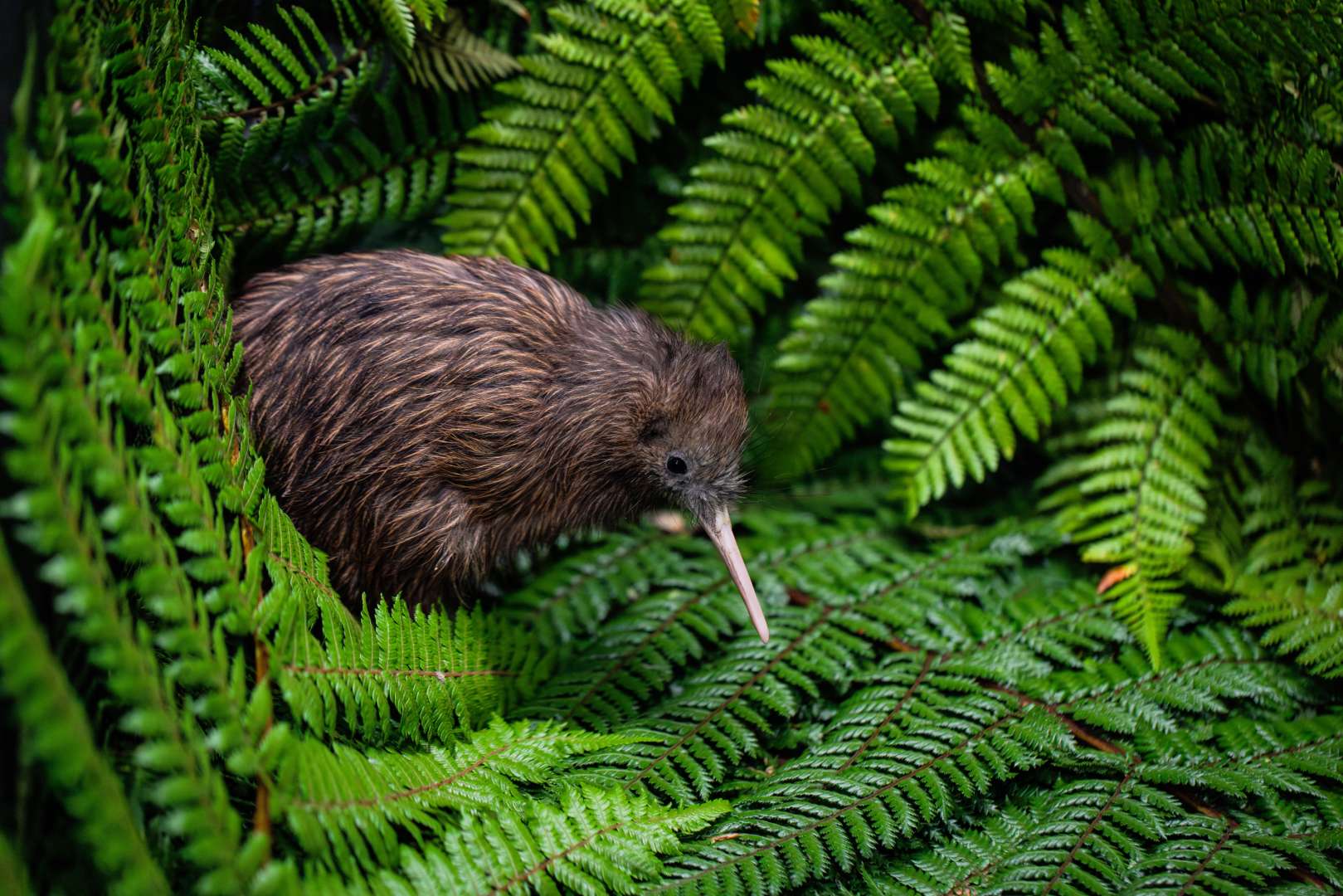 See a kiwi bird at Te Puia