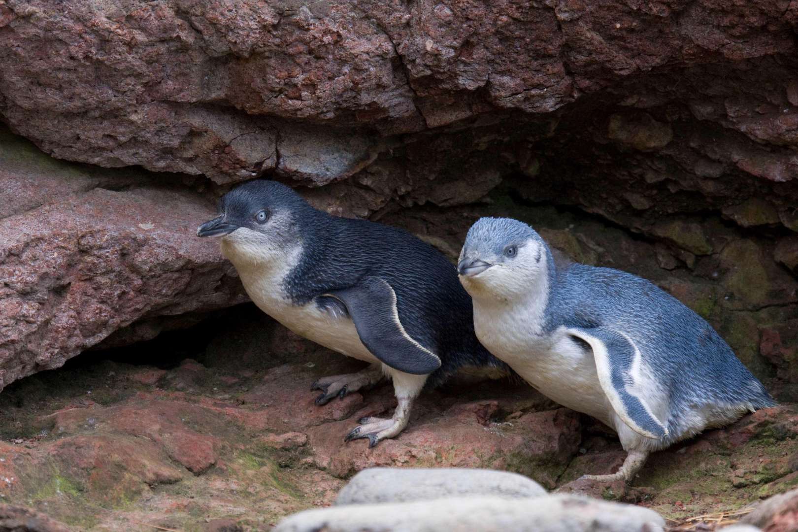 See the largest colony of Little penguin on mainland NZ