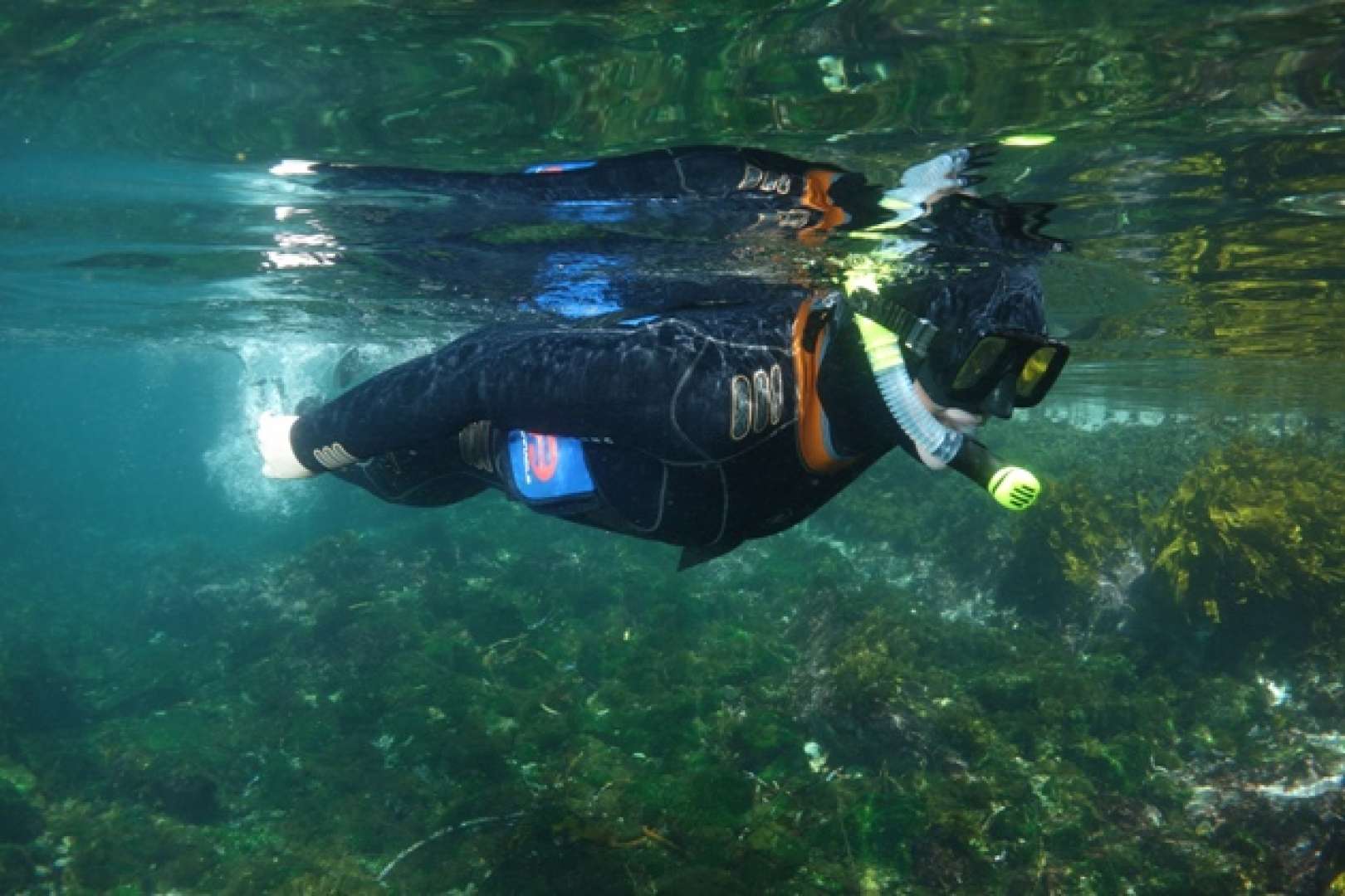 Snorkelling in the Bay of islands