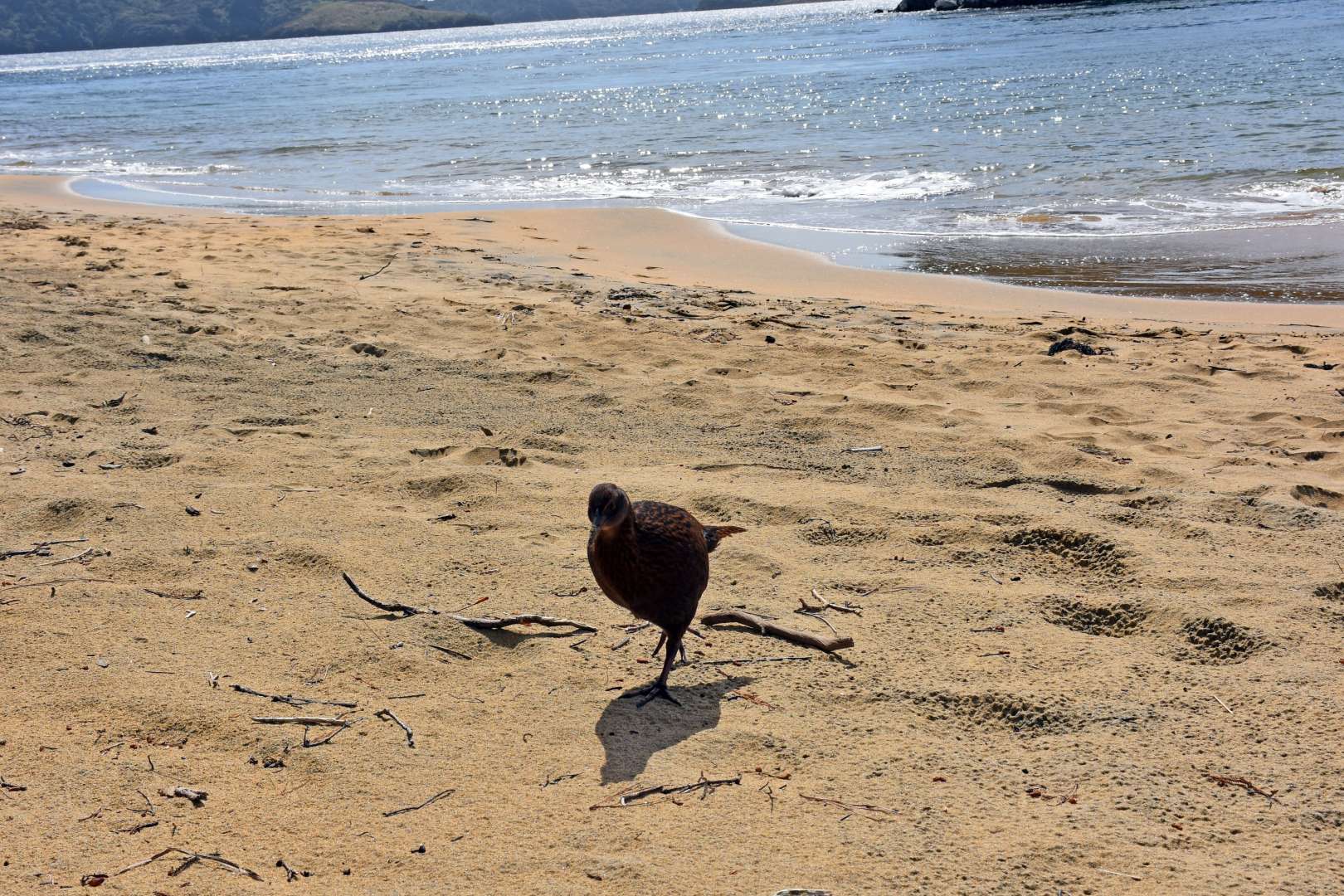 Stewart Island Wildlife
