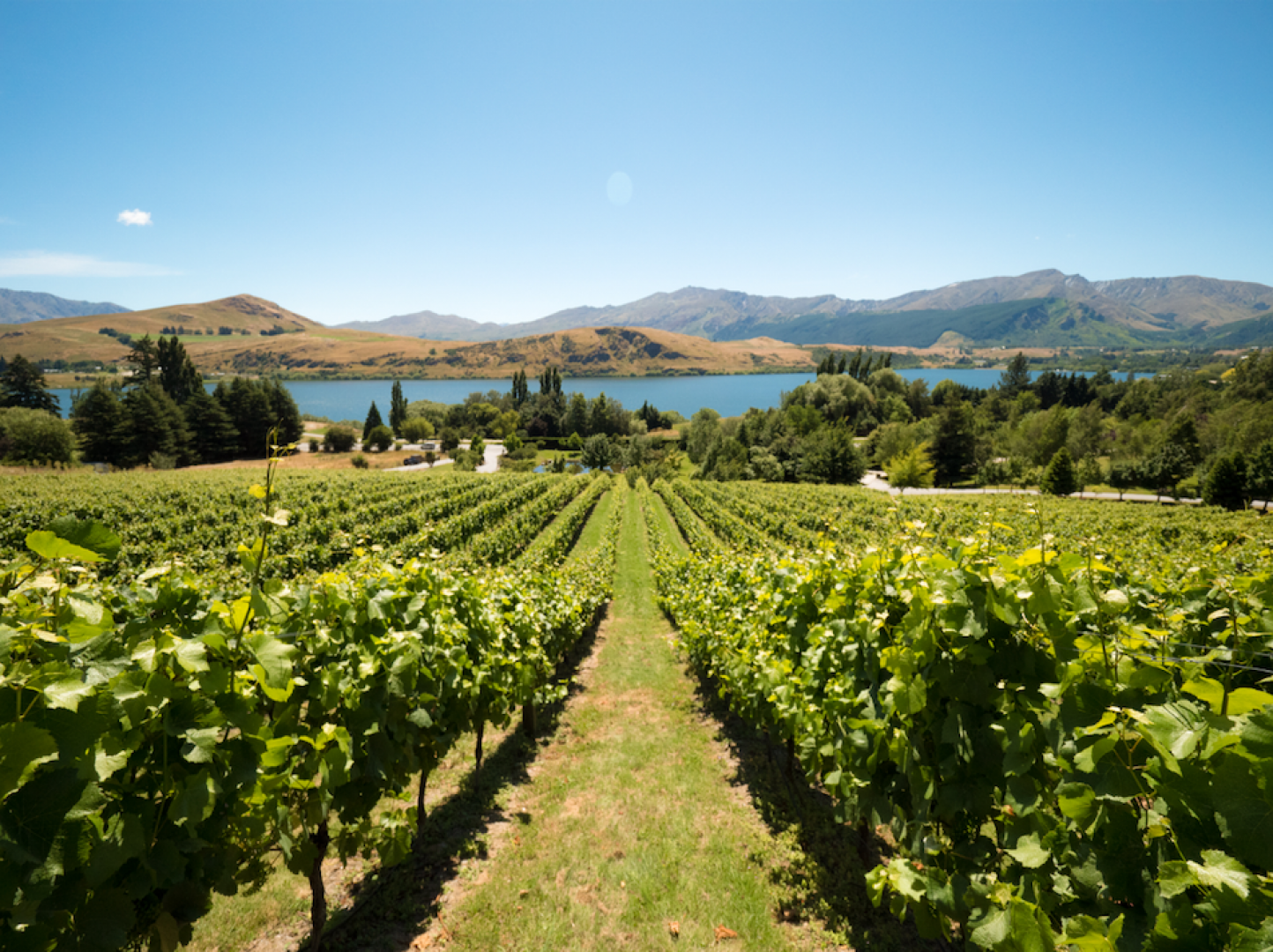 Stunning vineyard views enroute
