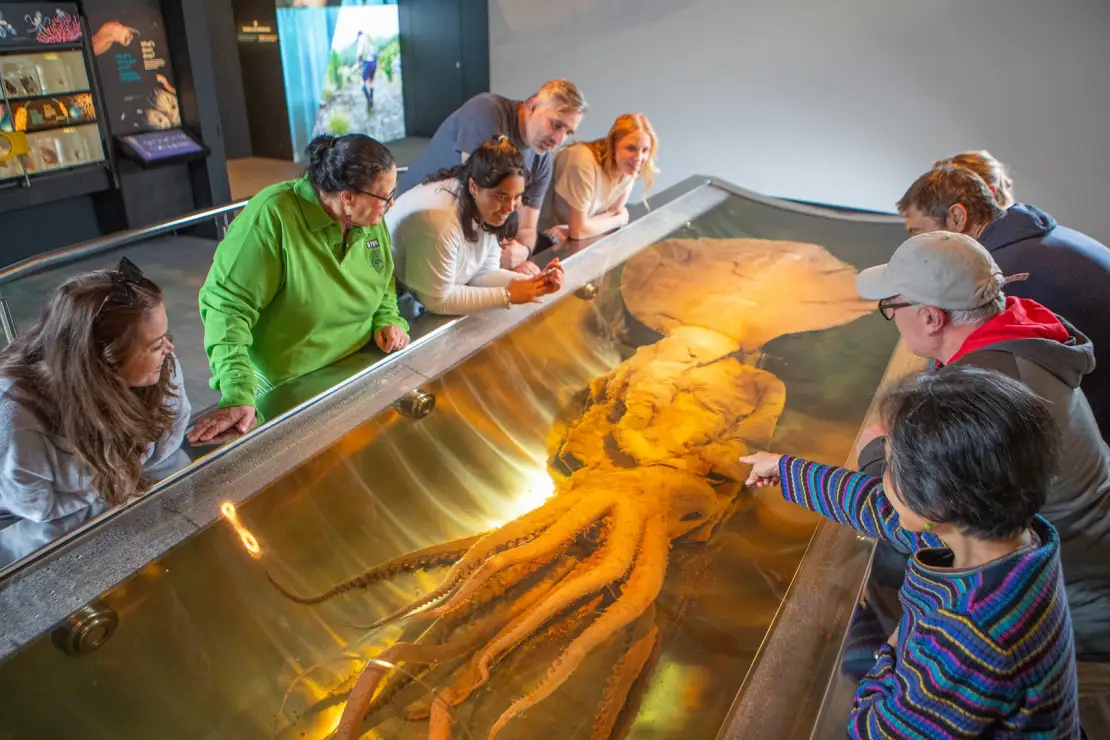 TePapa display 2025 Tour