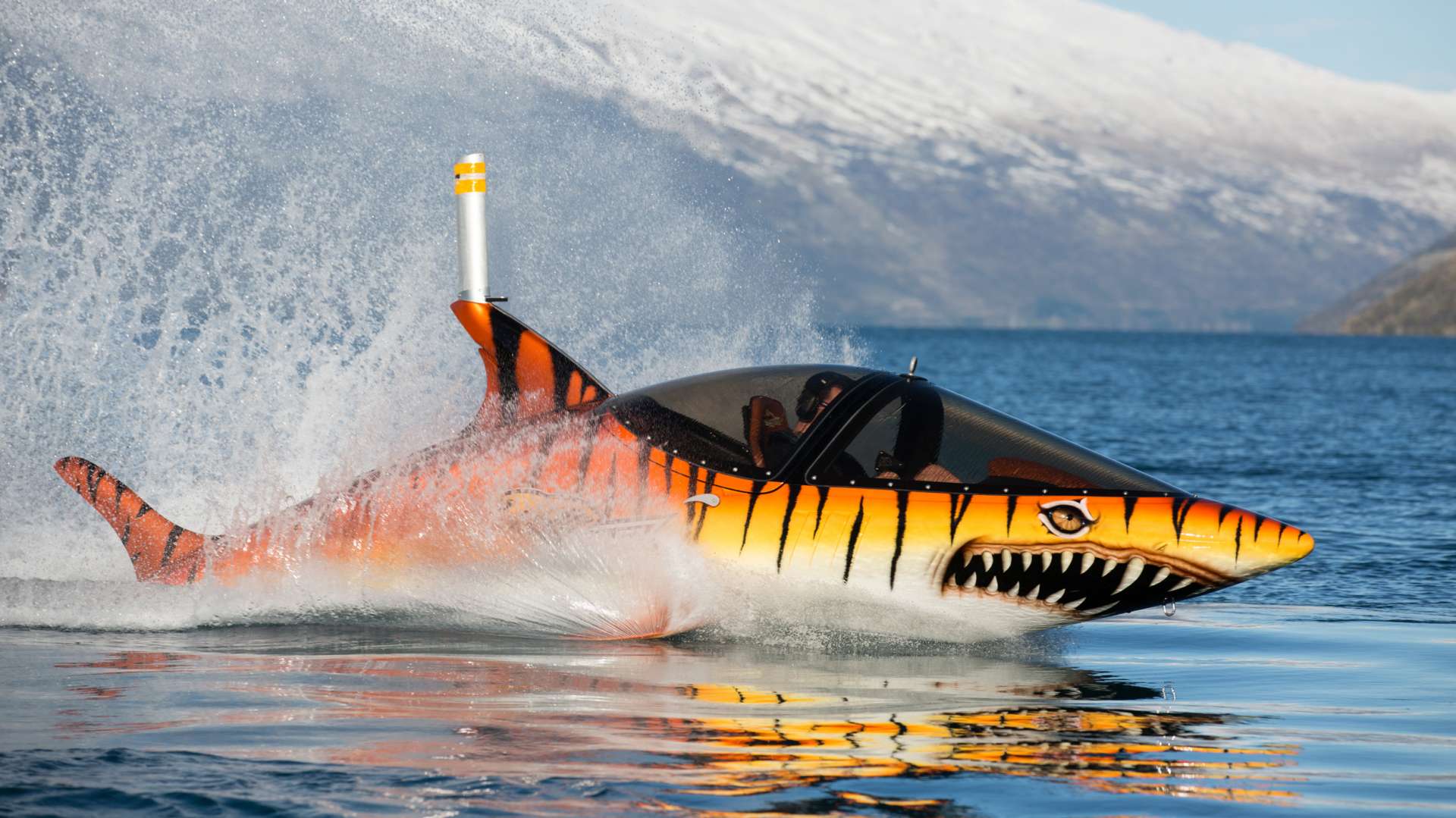 Tger shark speeding across the water