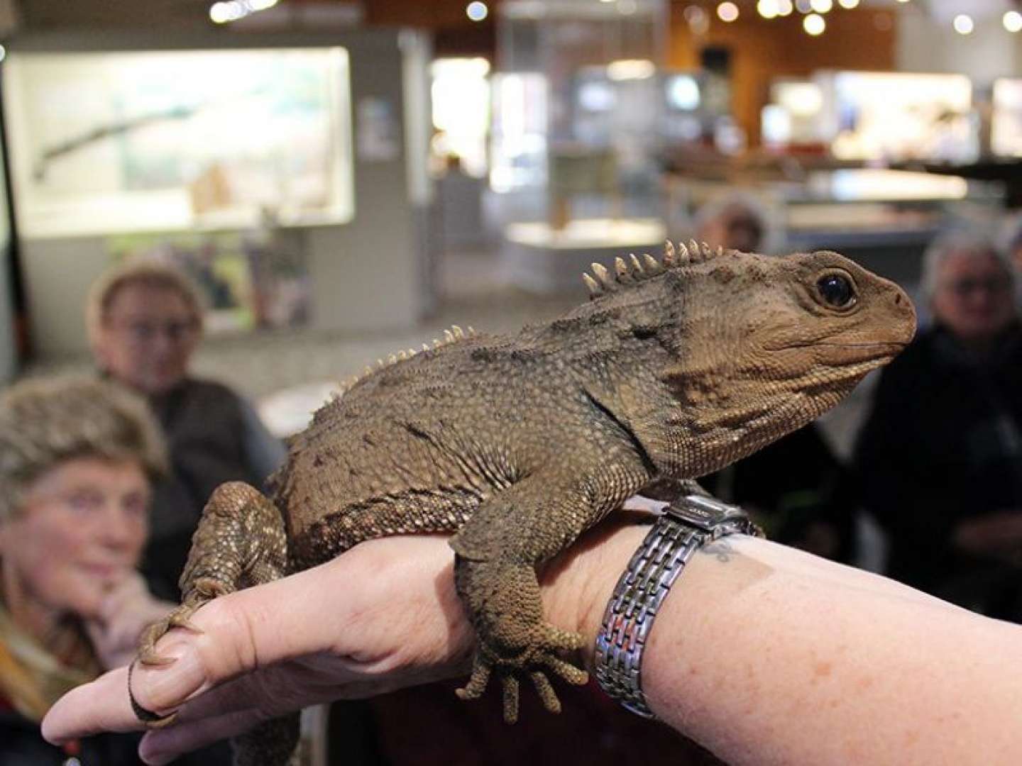 Tuatara New Zealand