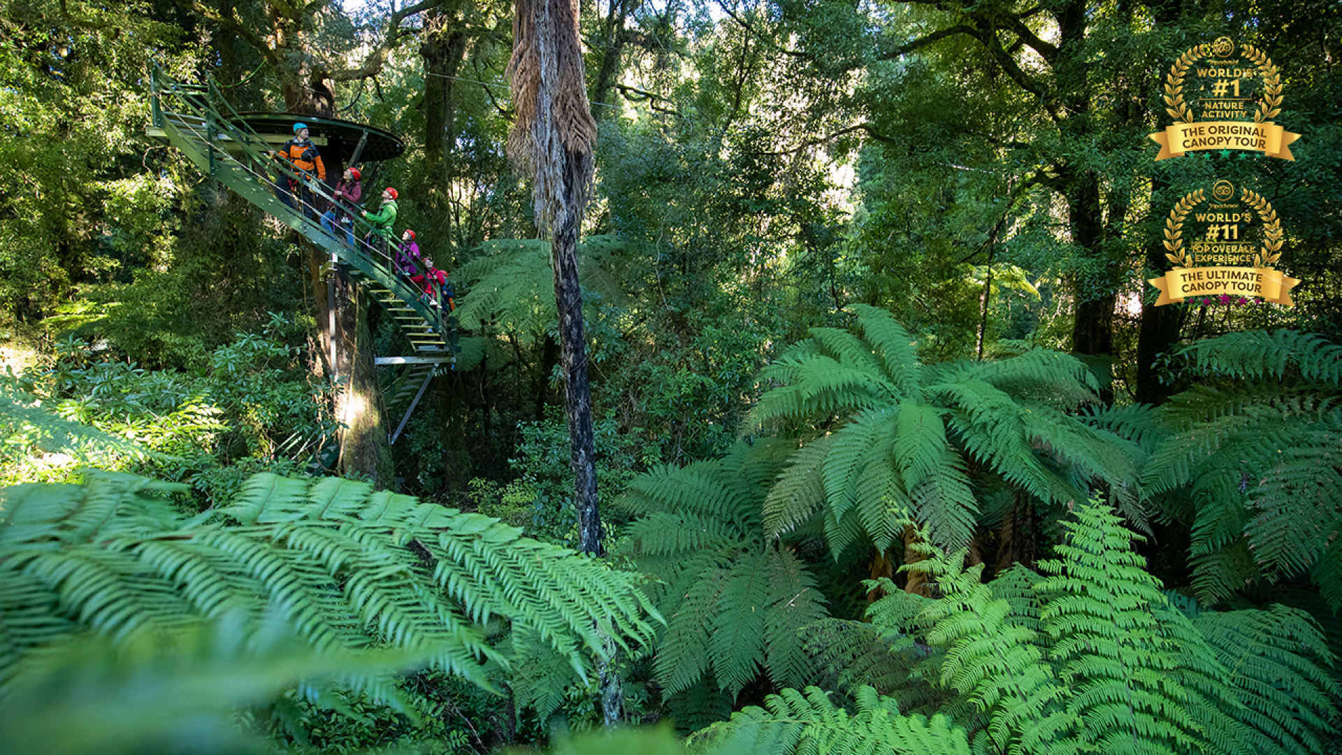 Ultimate forest tree top experience