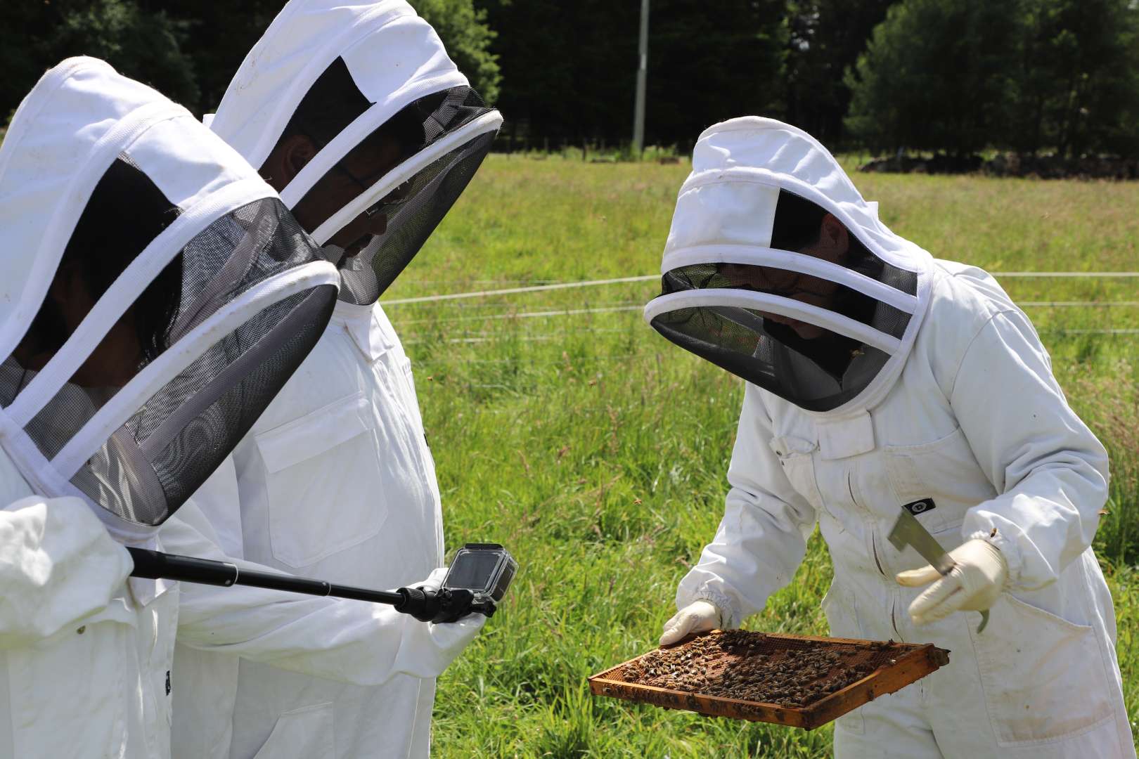 Up close with the bees at Greytown Honey