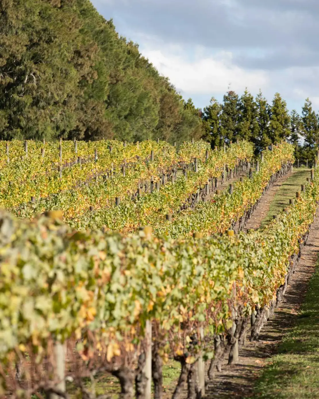 Stunning Vineyard