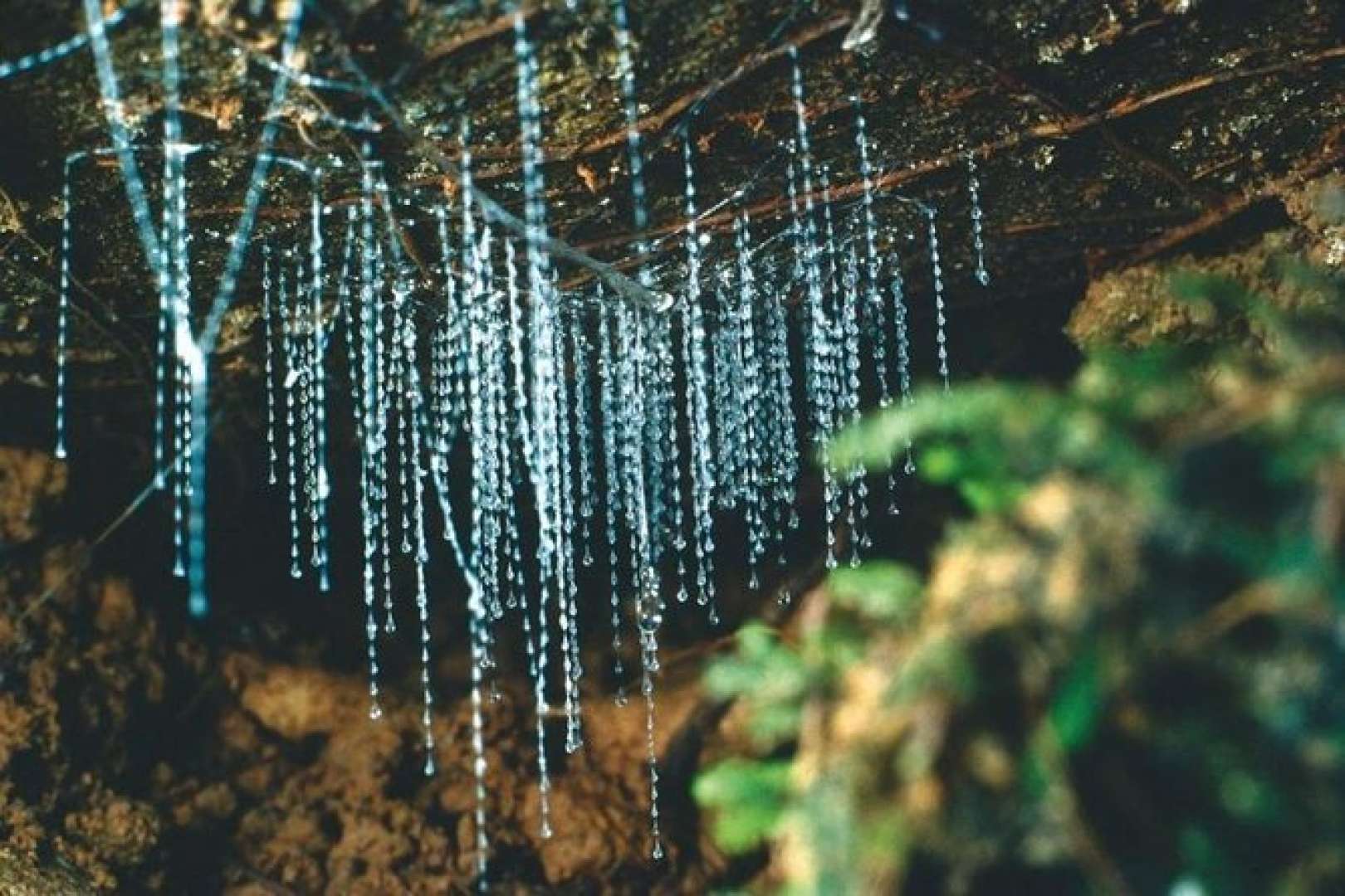 Waiomio Glow Worm Caves Glow Worms Bay of Islands