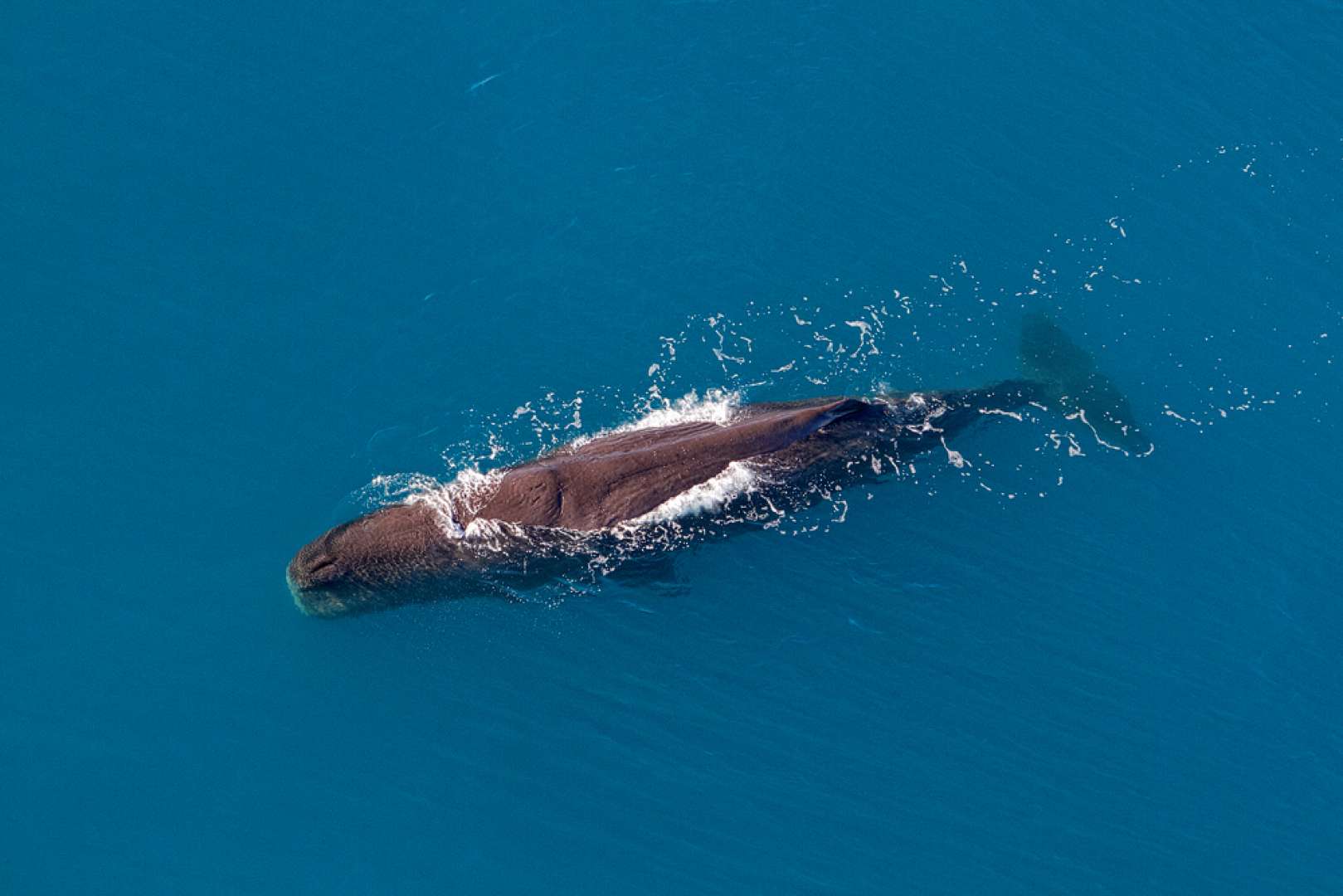 Whale seen by helicopter