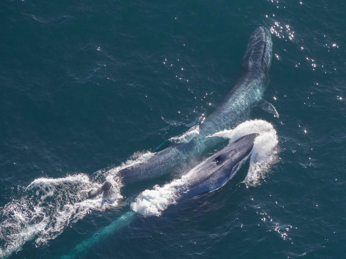 Whales in Kaikoura