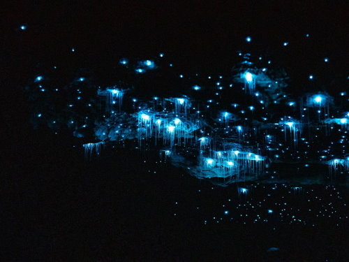 Glowworms